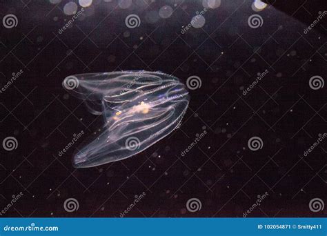 Comb Jelly Phylum Ctenophora Stock Image - Image of salt, cilia: 102054871
