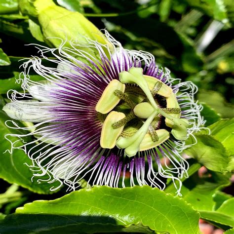 Purple Passion Fruit Flower Seeds - Granadilla Vine - Passiflora edulis ...