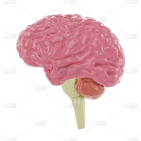 人脑 的图像结果