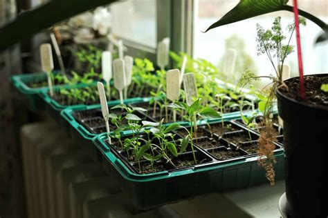 How to Start Plant Seeds Indoors - Owenhouse Ace Hardware