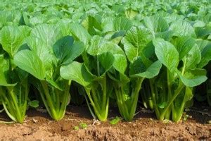 ibains Desi palak seeds Seed Price in India - Buy ibains Desi palak ...