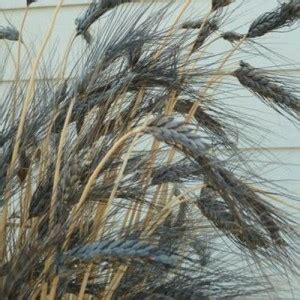 DIOART ™ PUSA-425 Black Wheat Grass Seeds for sprouting Humans and Pets ...