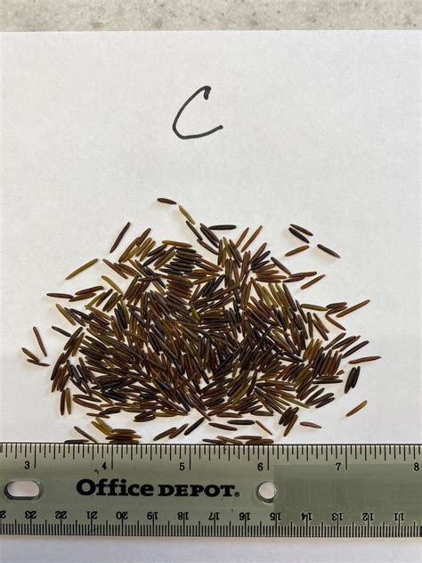 Bulk - 50lb Grade C Rice - Battle River Wild Rice