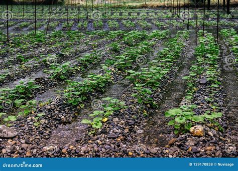 Wasabi Japanese Horseradish Plant at Wasabi Farm - Hotaka - Nagano ...
