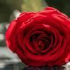 There are five basic laws of chemical combination that govern the ...