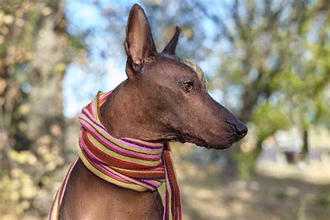Xoloitzcuintli (Mexican Hairless): Characteristics & Care