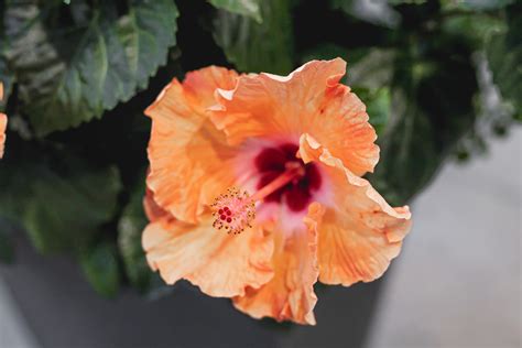 Rose of Sharon: Plant Care & Growing Guide