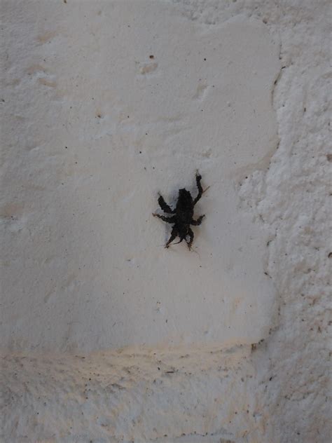 I've never seen a bug this fuzzy before. Black, six legs, about 3/4 ...