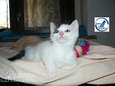 gattini in regalo pavia offro in regalo cucciolo europeo da associazione animali a gattini in regalo pavia offro in regalo cucciolo europeo da associazione animali a