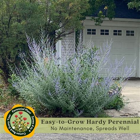 Russian Sage | Two Live Plants | Non-gmo, Hardy Flowering Perennial ...
