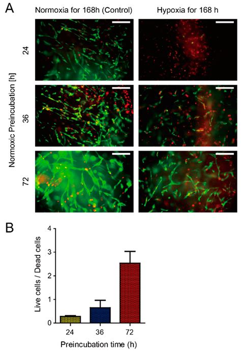 Integrated On-Chip 3D Vascular Network Culture under Hypoxia