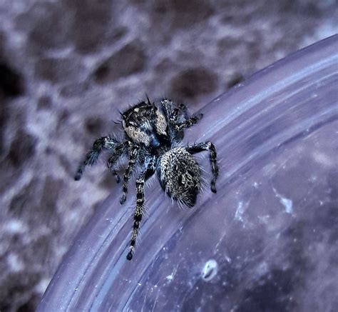 Phidippus asotus | Tarantula Forum