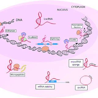 Image result for Non-Coding RNA Function