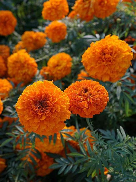 Marigold orange-Imported Seeds – seed and plant