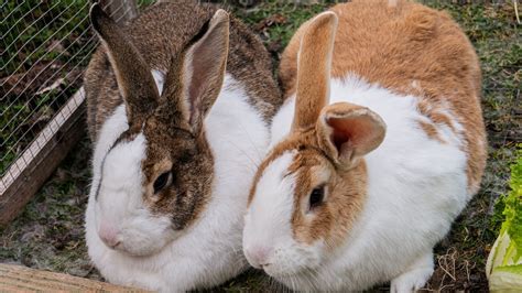 Are Rabbits Smart? Showing the True Intelligence of Bunnies