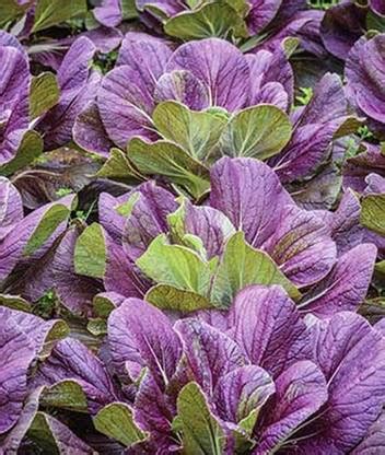 VibeX Hybrid Red Dragon Napa Cabbage Seed Price in India - Buy VibeX ...