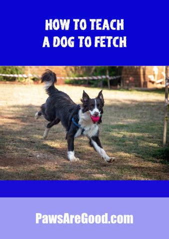 Training Dog On Automatic Fetch Machine 的图像结果