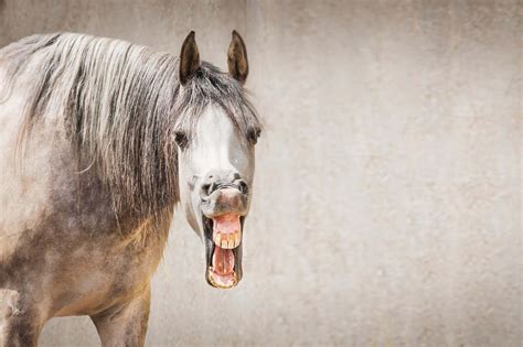 [1400+] Funny Pictures | Wallpapers.com