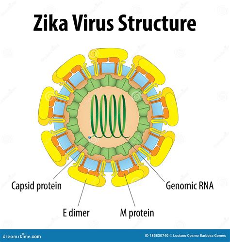 Structure Of Zika Virus Cartoon Vector | CartoonDealer.com #69037043