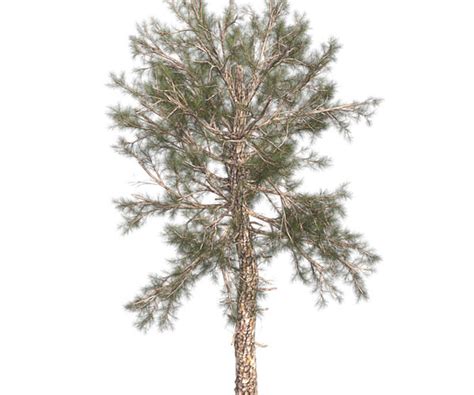 Image result for Unreal Engine Loblolly Tree