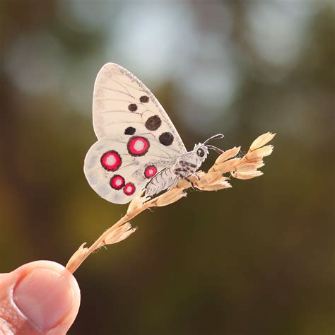 Apollo butterfly – The Paper Ark