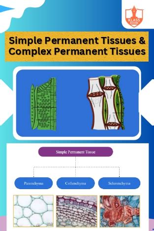 Klassroom Learn - The Education OTT