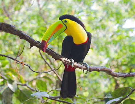 5 Birds That Look Like Toucans | A Comprehensive Bird Guide