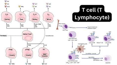 Image result for T Lymphocyte Development