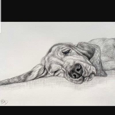 Image result for Cockapoo Drawing Formal Portrait