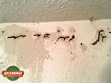 Termites In Ceiling Drywall | Shelly Lighting