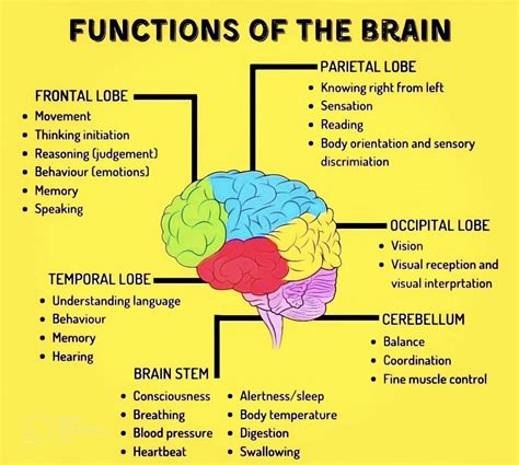 Pin by Liz on KNOWLEDGE | Brain anatomy and function, Biology facts, Basic anatomy and physiology