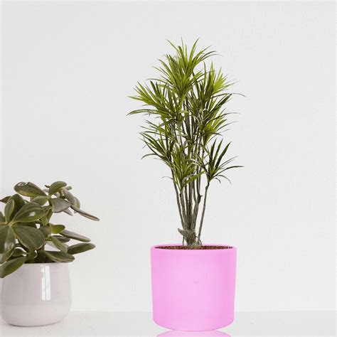 Lasaki Sara 4 inch Purple Ceramic Pots for Indoor Plants, Planters ...