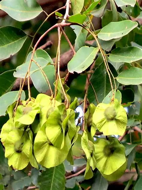 Holoptelea integrifolia, Aavil, Njettaval, Jungle cork tree, ആവി ...