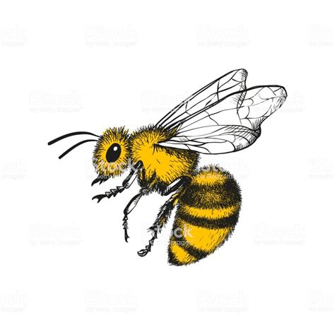 Vector engraving illustration of honey bee on white background | Bee drawing, Engraving ...