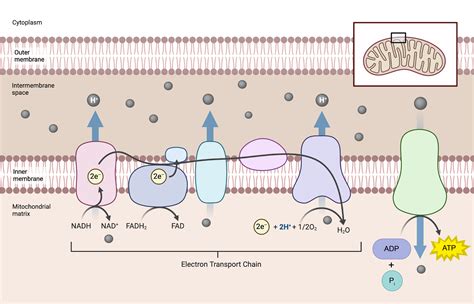 The process of aerobic respiration - Student Academic Success