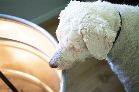 When to Remove Chicks From Brooder 的图像结果