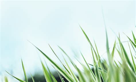 leaves, nature, grass, plants, field, closeup, green, texture ...