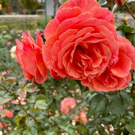 WANDONG AND HEATHCOTE JUNCTION MEMORIAL PARK (2026) All You Need to ...
