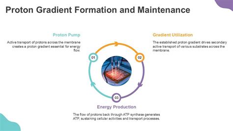 Image result for Proton Gradient