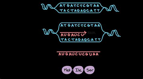 Image result for RNA DNA Explained