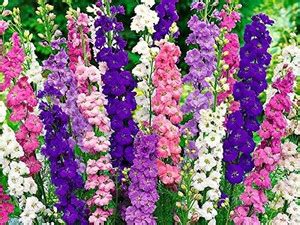VIBAC LARKSPUR Seed Price in India - Buy VIBAC LARKSPUR Seed online at ...