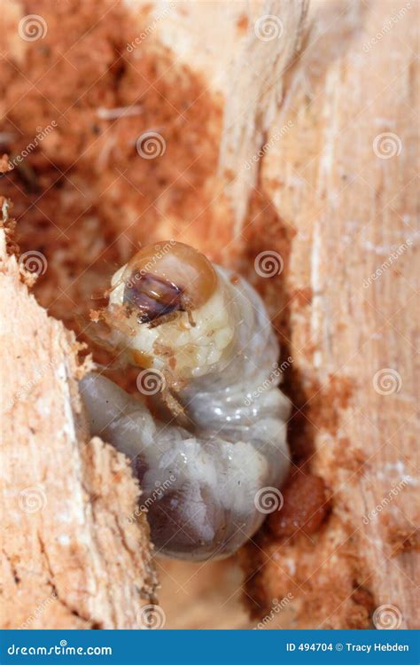 Lesser stag beetle larva stock photo. Image of larva, vertical - 494704