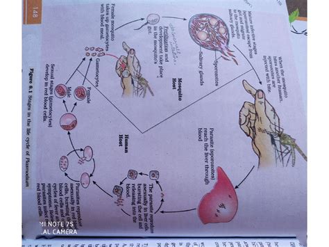 Stages in the life cycle of plasmodium biology project – Artofit