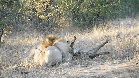 Male Lion Hyena Killer 的图像结果