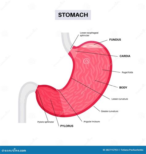 Stomach Diagram