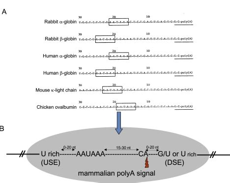 RNA Polya 的图像结果
