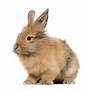 Image result for Bunny Types