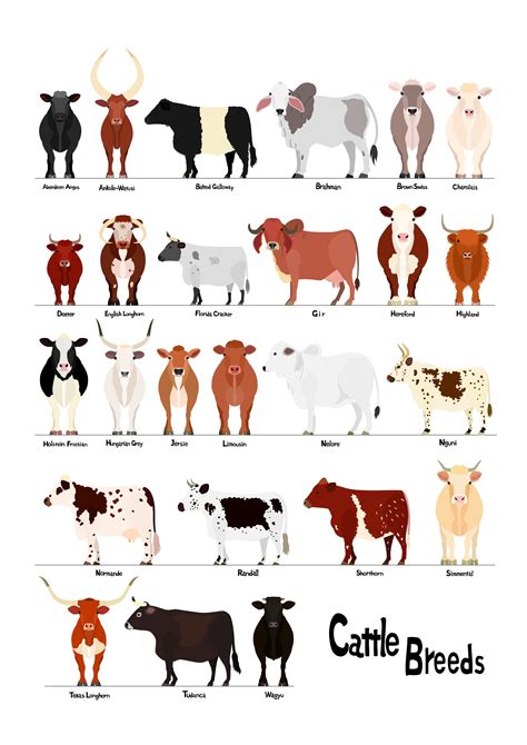 Different Types Of Dairy Cow Breeds at Grace Carmichael blog
