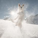 Happy Doggo Meme Generator - Imgflip