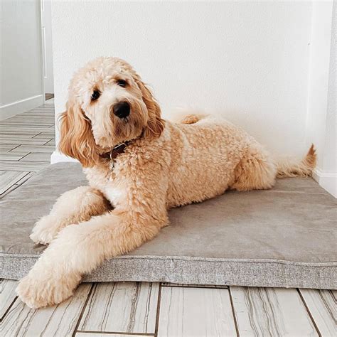 Diggs Snooz Memory Foam Dog Bed - Ideally Sized India | Ubuy